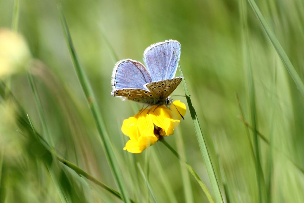 Polyommatus icarus